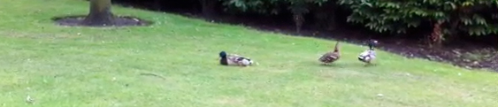 Post-copulatory behaviour, Dead Duck Day 2012 [Janneke Reedijk]